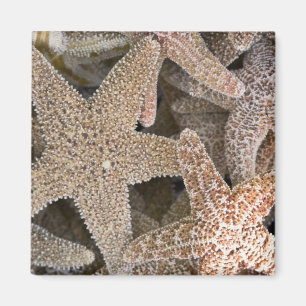 Aimant Starfish partout