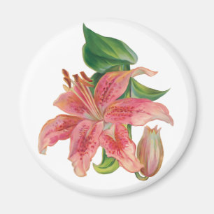 Aimant Stargazer Lily