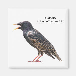 Aimant Starling