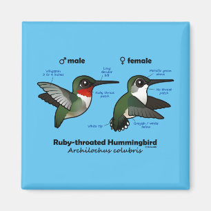 Aimant statistiques Rubis-throated de colibri