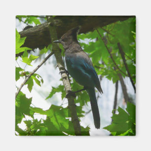 Aimant Steller's Jay dans le parc national de Yosemite