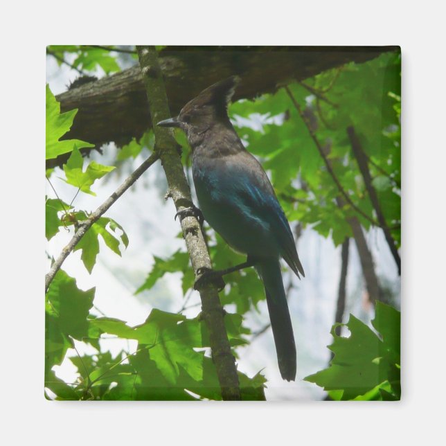 Aimant Steller's Jay dans le parc national de Yosemite (Devant)