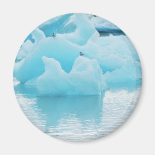 Aimant Sternes de Jökulsárlón