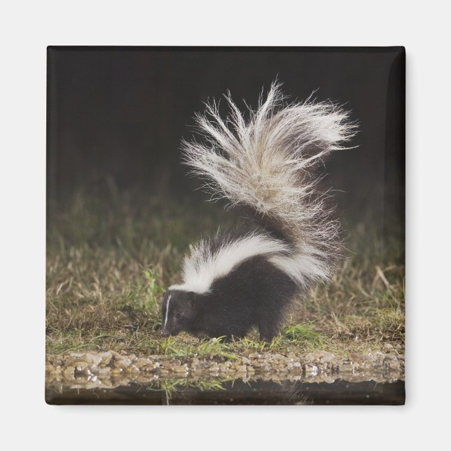 Aimant Stried Skunk, Mephitis mephitis (Devant)