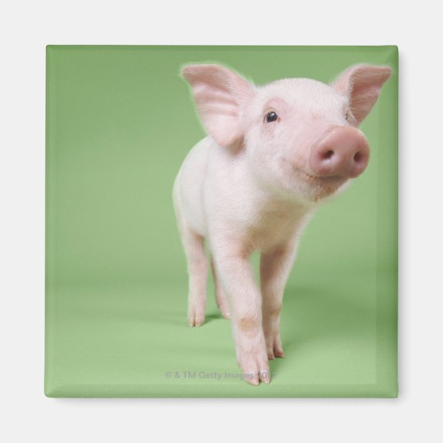 Aimant Studio Cut Out of a Piglet (Devant)