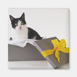Aimant Studio tiré du chat noir et blanc dans la