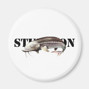 Aimant Sturgeon