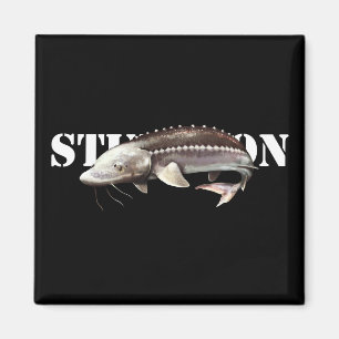 Aimant Sturgeon