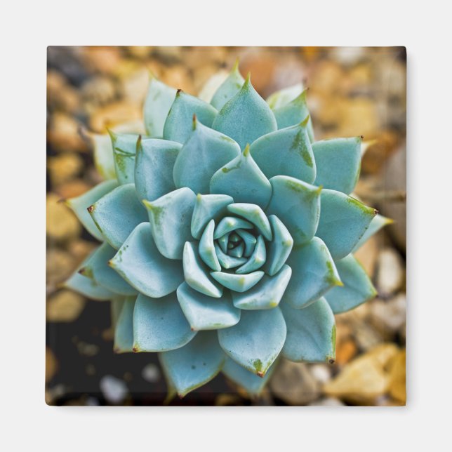 Aimant Succulent (Devant)