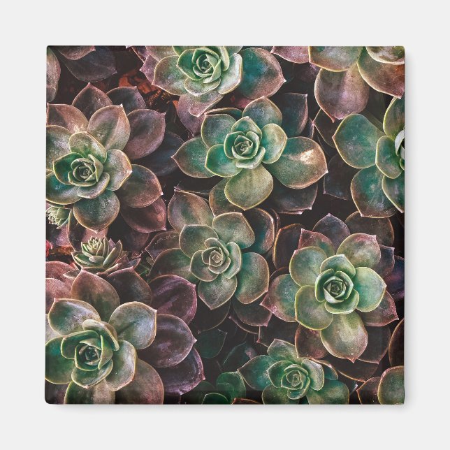 Aimant Succulent (Devant)
