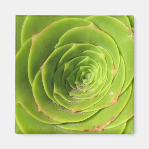 Aimant succulent