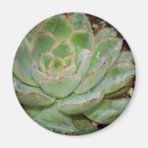 Aimant Succulent, poules et poulets