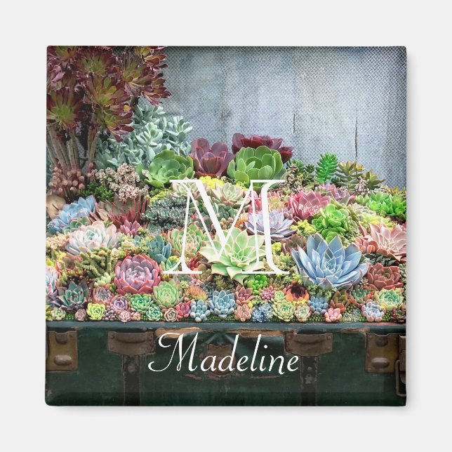 Aimant Succulents dans la poitrine au trésor (Devant)