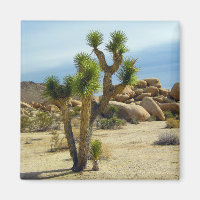 Succulents du désert de Californie, rochers et cie
