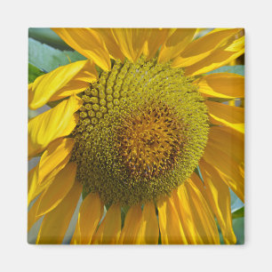 Aimant Summer sunflower