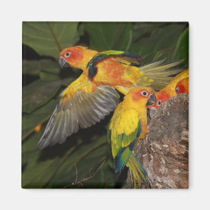 Aimant Sun Conures
