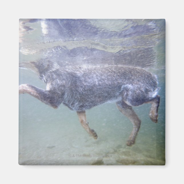 Aimant Sun Valley, Idaho, États-Unis. (Devant)