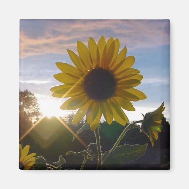 Aimant Sunflower Sunset (Devant)