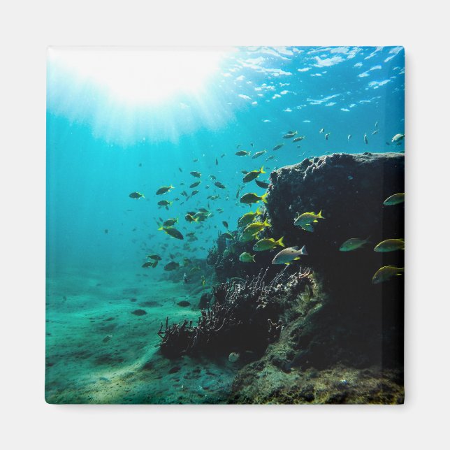 Aimant Sunshine and Tropical Fish (Devant)