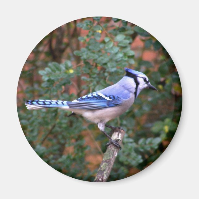 Aimant Superbe Jay Bleu (Devant)