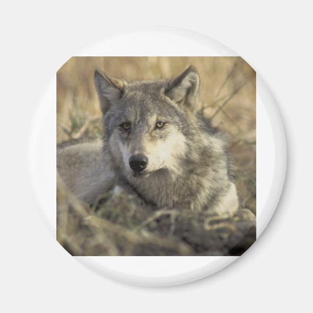 Aimant Superbe loup gris (Devant)