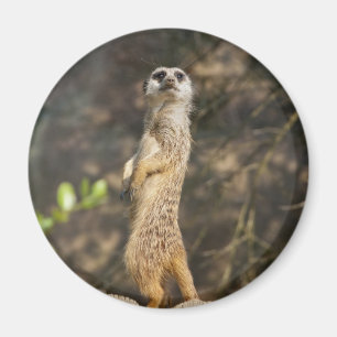 Aimant Suricate