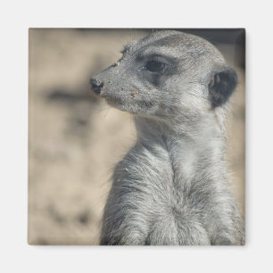 Aimant Suricate drôle