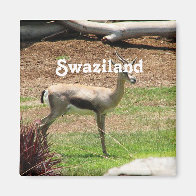 Aimant Swaziland Gazelle (Devant)