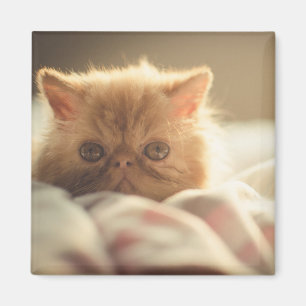Aimant Sweet kitty rester chaud