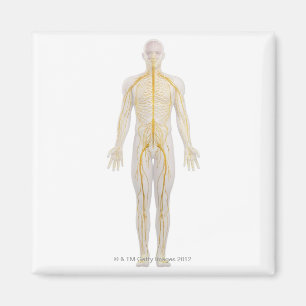 Aimant Système nerveux humain 2