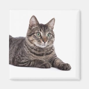 Aimant Tabby Gris