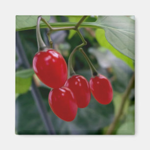 Aimant Taches rouges d'automne