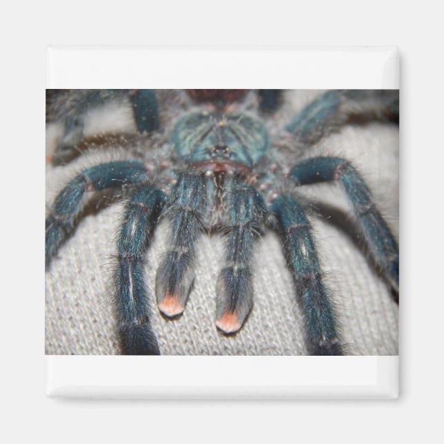 Aimant tarantule bleue (Devant)