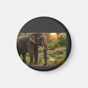 Aimant Tasse éléphant du parc national de Yala - Faune de