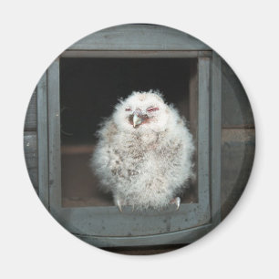Aimant Tawny Owl