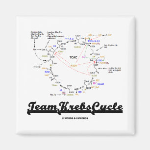 Aimant Team Krebs Cycle (Citric Acid Cycle - TCAC)