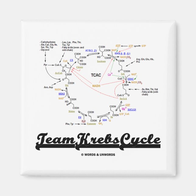 Aimant Team Krebs Cycle (Citric Acid Cycle - TCAC) (Devant)