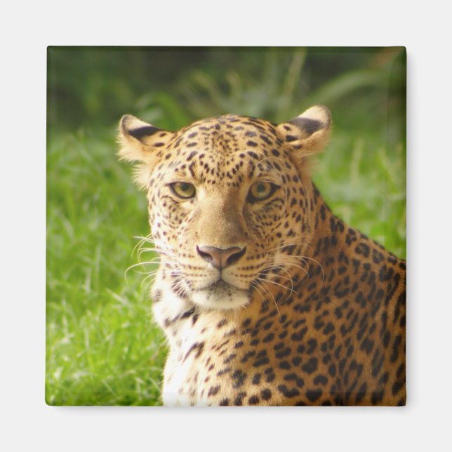 Aimant TecBoy - Leopard (Devant)