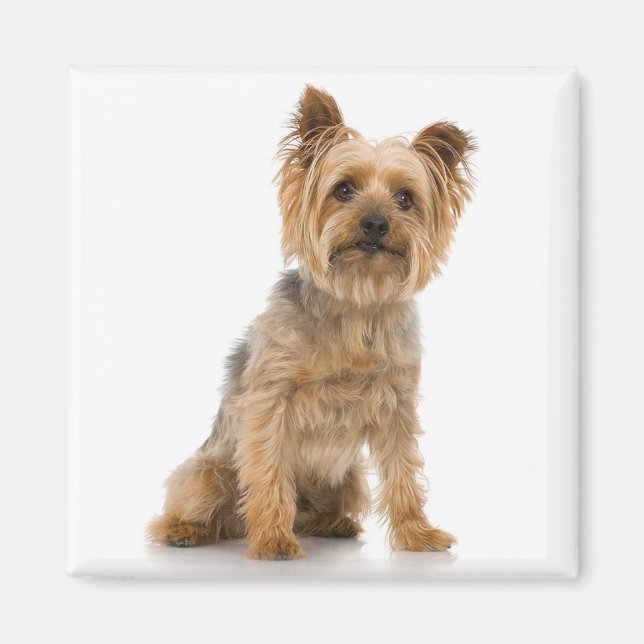 Aimant Terrier (Devant)