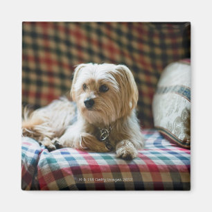 Aimant Terrier se trouvant sur la couverture checkered