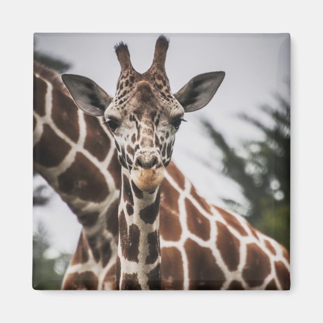 Aimant Tête de girafe Tirage de fourrure de girafe Animal (Devant)