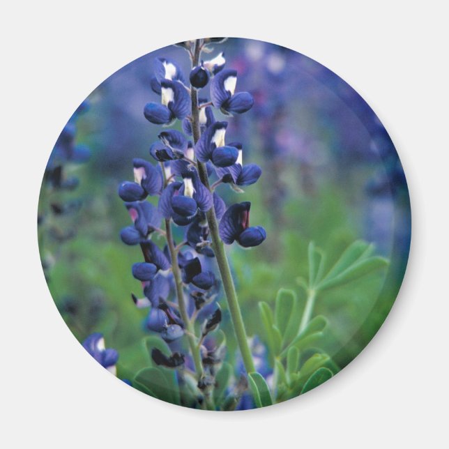 Aimant Texas Bluebonnet-2-Best (Devant)