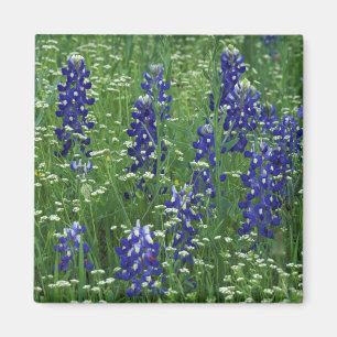 Aimant Texas, Lac Buchanan. Texas Bluebonnet et Wild