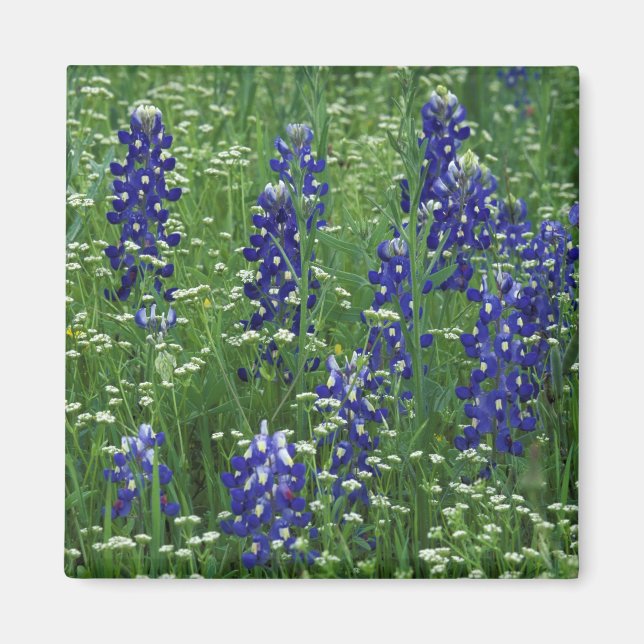 Aimant Texas, Lac Buchanan. Texas Bluebonnet et Wild (Devant)