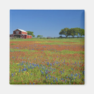 Aimant Texas, Texas Hill Country, Texas pinceau