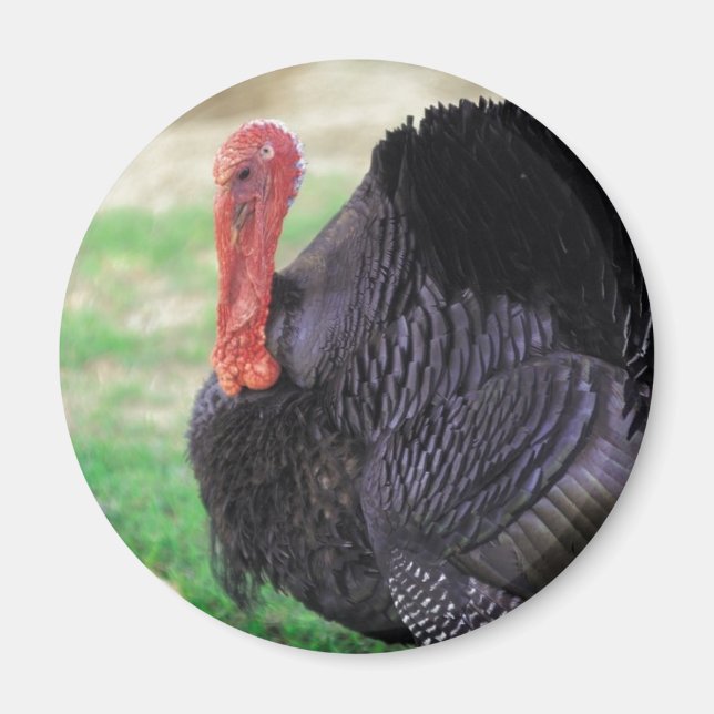Aimant Thanksgiving Turkey Bird (Devant)