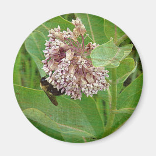 Aimant The Bumble Bee on The Milkweed