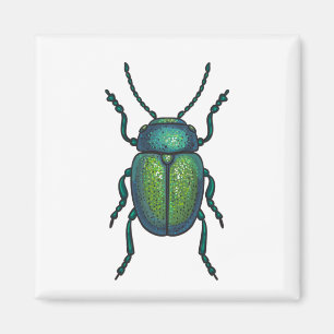 Aimant The tansy beetle