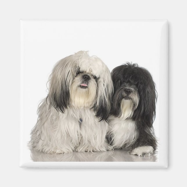 Aimant Tibétain Terrier (Devant)