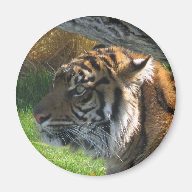 Aimant Tiger (Devant)